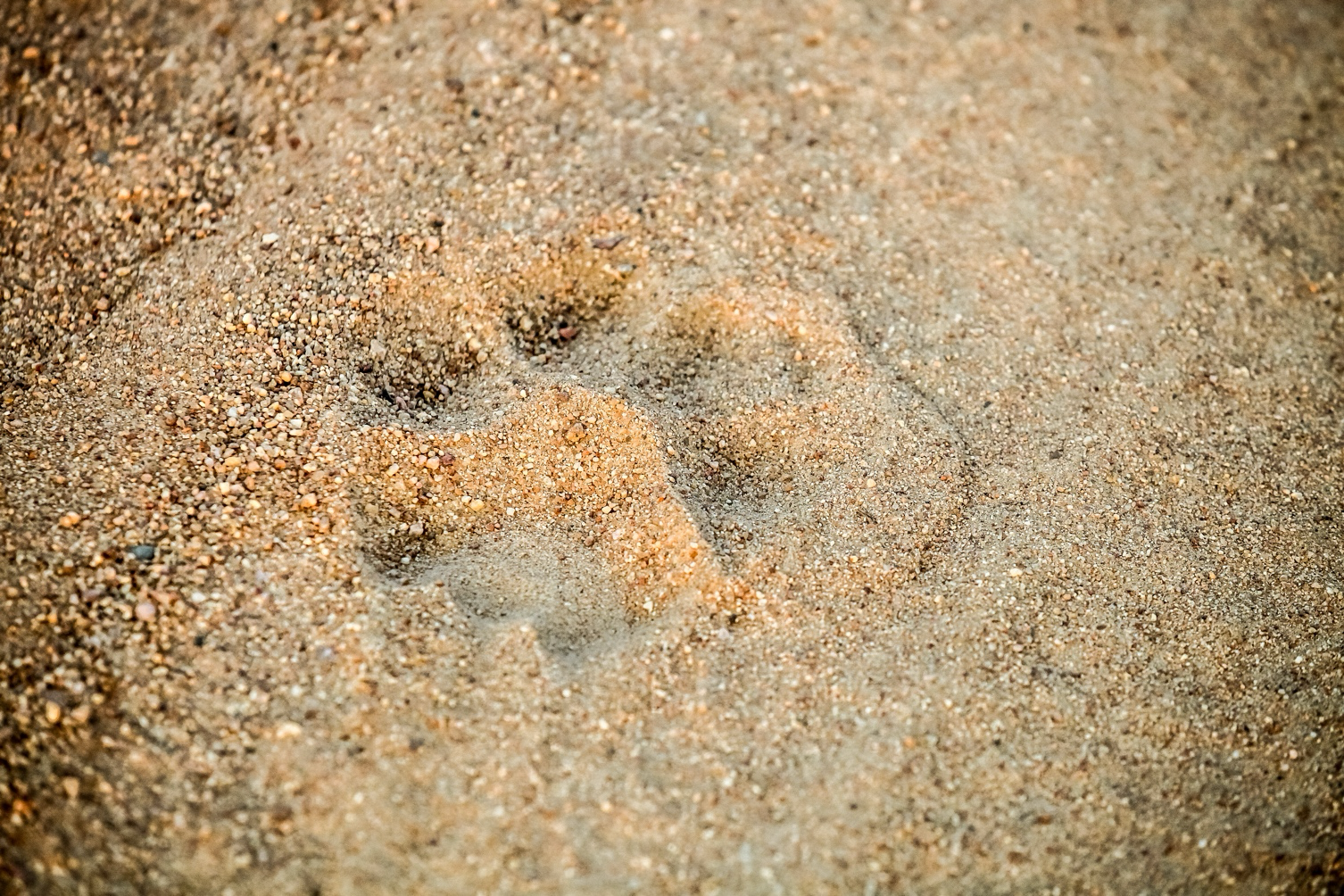 A tracker reading signs in the African bush