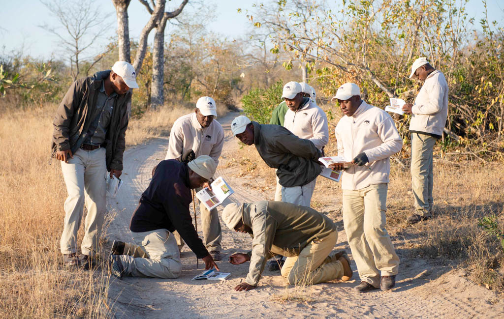 Trackers studying tracks on the ground together