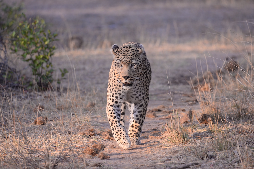 Leopard on the move